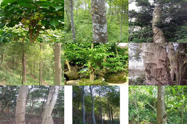 沉香树苗多少钱一棵28条介绍,来看看有哪些1667462715649 沉香树苗多少钱一棵28条介绍,来看看有哪些1667462715649