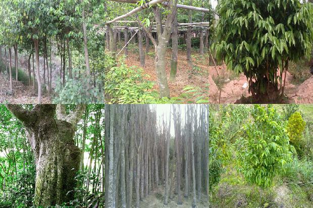 奇楠沉香树适合什么地方种植34条介绍,你知道么?1667533132268 奇楠沉香树适合什么地方种植34条介绍,你知道么?1667533132268
