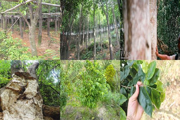 沉香树又叫什么树33条介绍，你知道么？