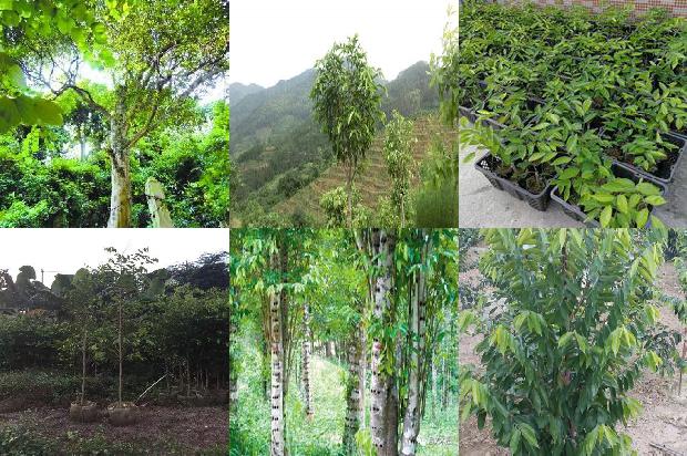 沉香树批发-必看32条小知识1667533162641 沉香树批发-必看32条小知识1667533162641