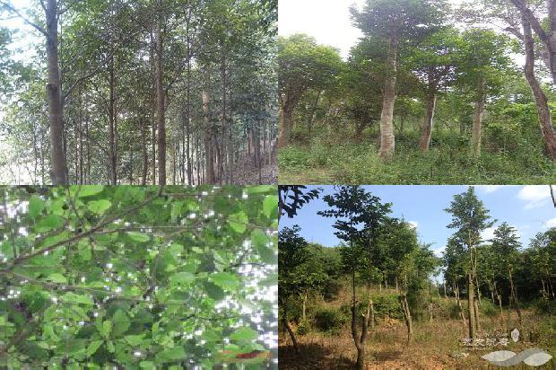沉香树种植多少年才能结香的29条小知识1667533179188 沉香树种植多少年才能结香的29条小知识1667533179188