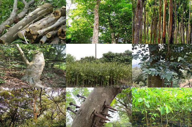 沉香树种植多少年才能结香的29条小知识1667533179194 沉香树种植多少年才能结香的29条小知识1667533179194