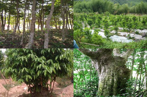加里曼丹沉香每克价格1690848699764 加里曼丹沉香每克价格1690848699764