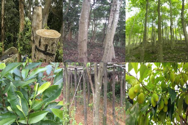野生沉香树21条介绍,你知道么?1667627250997 野生沉香树21条介绍,你知道么?1667627250997