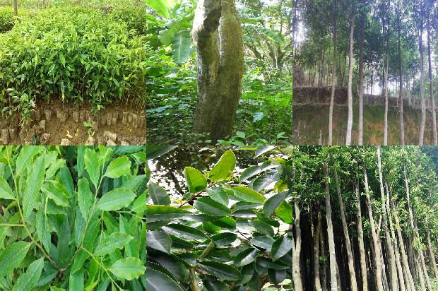 怎样种植沉香树1694390967586 怎样种植沉香树1694390967586