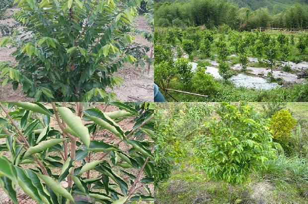 湖北能种沉香树吗24条介绍