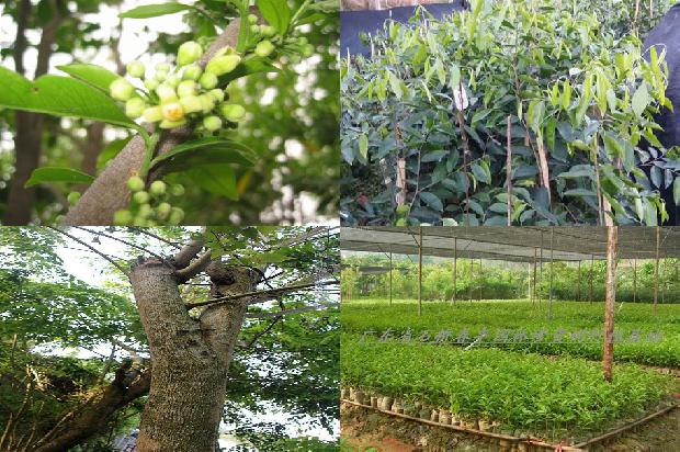 4到5年奇楠沉香树苗价格的17条小知识1667880838951 4到5年奇楠沉香树苗价格的17条小知识1667880838951