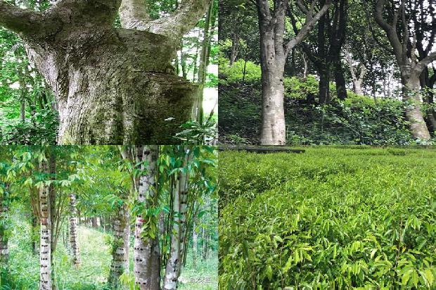 沉香树苗适合的温度20条介绍，你知道么？