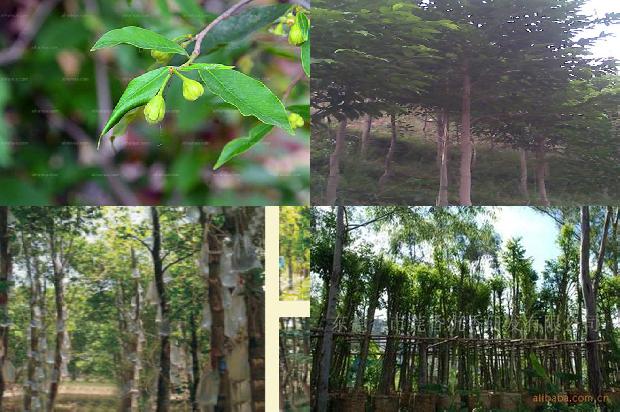 沉香树啥样的19条小知识