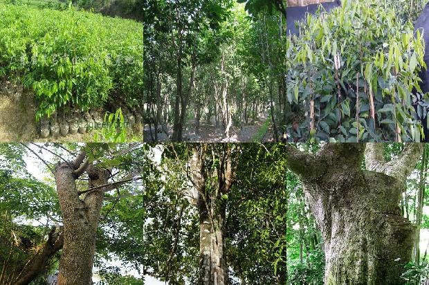 沉香树河南能种植吗-必看29条小知识