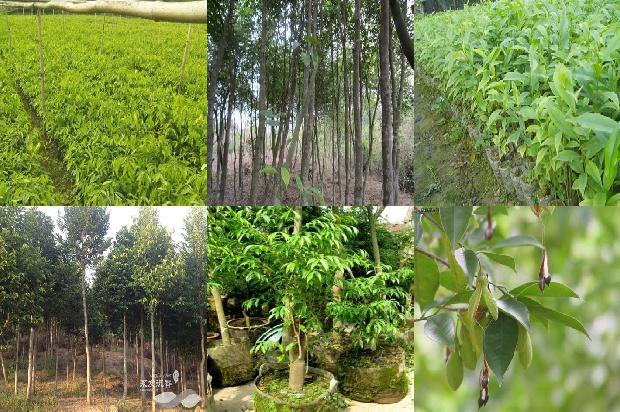 沉香树河南能种植吗-必看29条小知识1667977663055 沉香树河南能种植吗-必看29条小知识1667977663055
