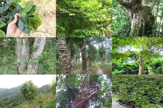 沉香树河南能种植吗-必看29条小知识1667977663061 沉香树河南能种植吗-必看29条小知识1667977663061