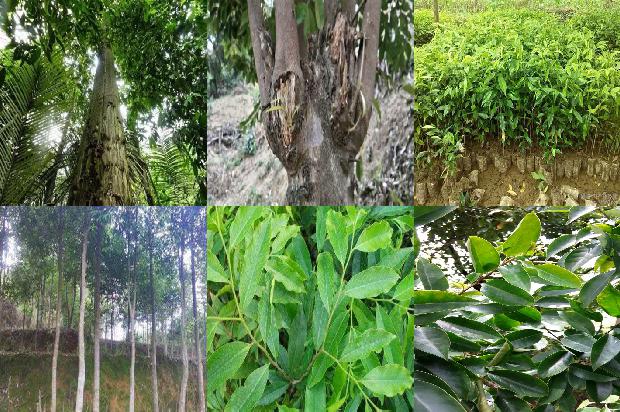 沉香树在北方能种吗17条介绍，你知道么？