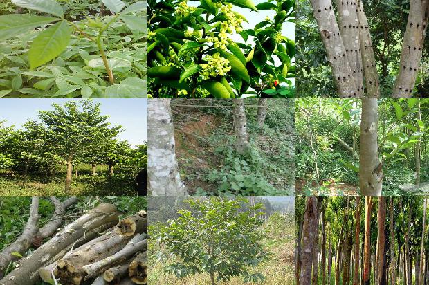 如何种植奇楠沉香树17条介绍，一定要看！