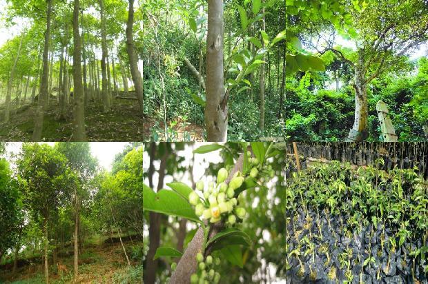 如何种植奇楠沉香树17条介绍,一定要看!1667977679584 如何种植奇楠沉香树17条介绍,一定要看!1667977679584