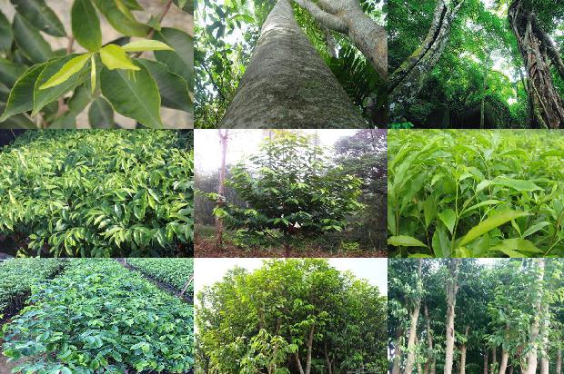 北方能种植沉香树吗?29条介绍,来看看有哪些1667977683594 北方能种植沉香树吗?29条介绍,来看看有哪些1667977683594