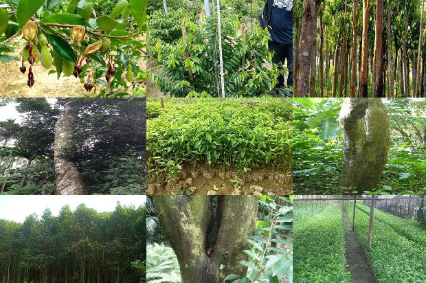 沉香树1673827746693 沉香树1673827746693