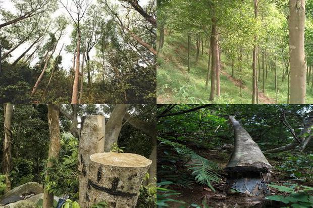 沉香树1673827746699 沉香树1673827746699