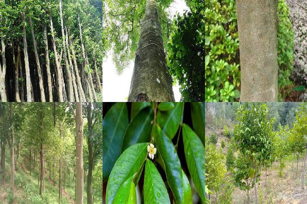 沉香树1673827746705 沉香树1673827746705