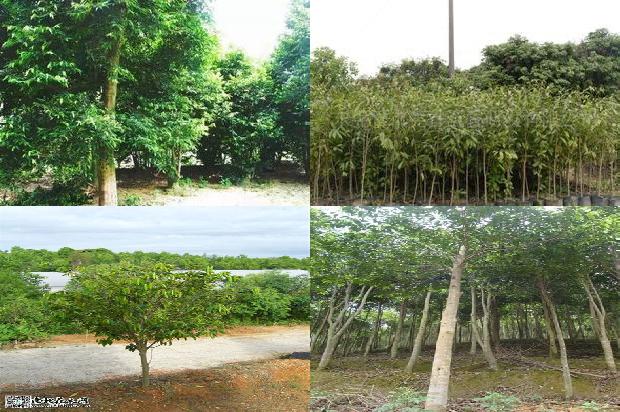 沉香树几月份开花结果1673828015556 沉香树几月份开花结果1673828015556