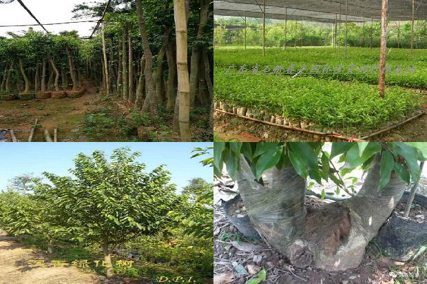 沉香树栽植1673828465590