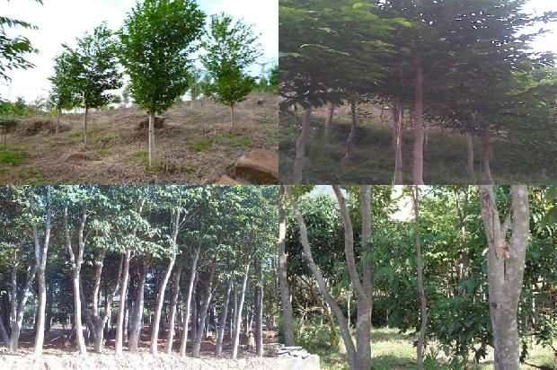 沉香树栽植1673828465596