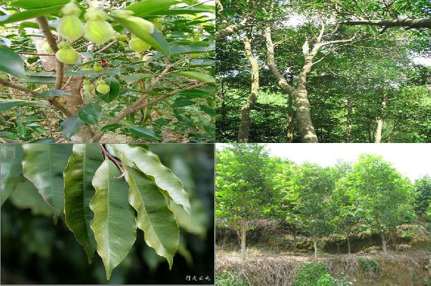 沉香树栽植1673828465602