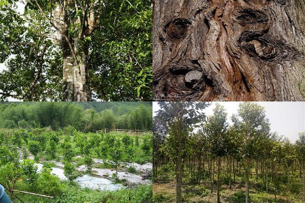 七彩沉香树1673914148549 七彩沉香树1673914148549