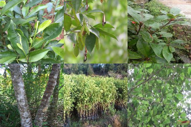 七彩沉香树1673914148555 七彩沉香树1673914148555