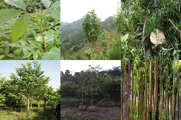 七彩沉香树1673914148561 七彩沉香树1673914148561