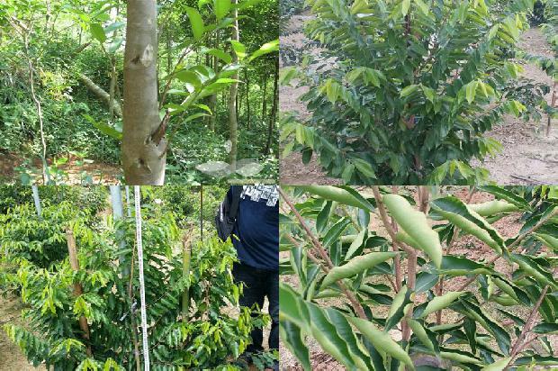 越南奇楠沉香树1673914378808