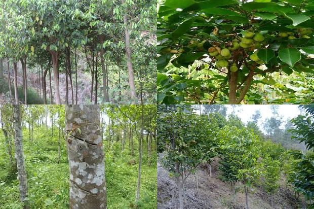 越南奇楠沉香树1673914378814