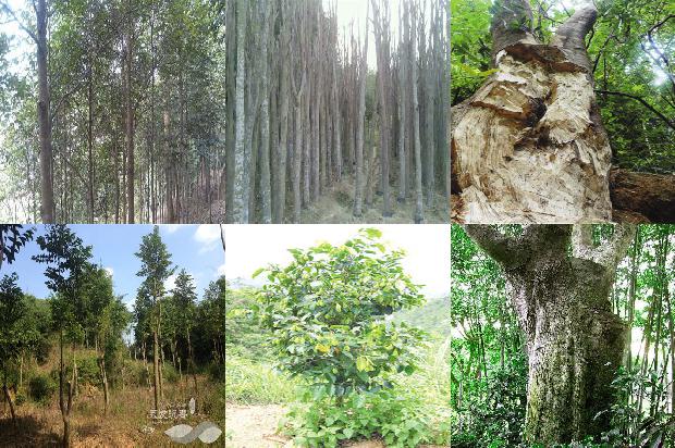 沉香树有多贵1673914475229 沉香树有多贵1673914475229