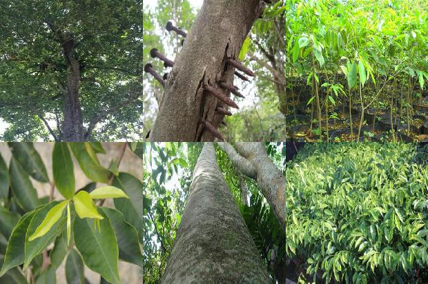 沉香树有多贵1673914475236 沉香树有多贵1673914475236