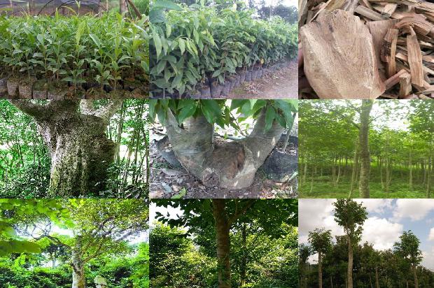 沉香树有多贵1673914475242 沉香树有多贵1673914475242