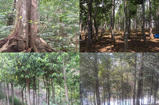 沉香树收购价1673914723339 沉香树收购价1673914723339