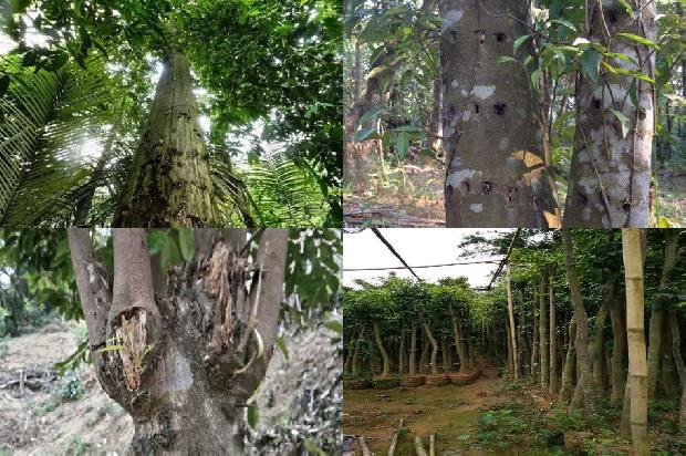 沉香树收购价1673914723345 沉香树收购价1673914723345