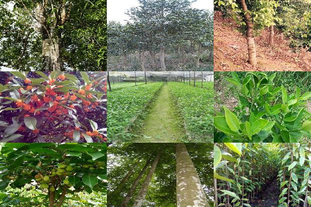 沉香树收购价1673914723351 沉香树收购价1673914723351