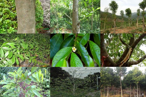 沉香树收购价1673914723357 沉香树收购价1673914723357