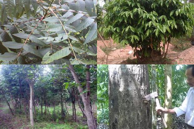 沉香树怎植1673914898104 沉香树怎植1673914898104