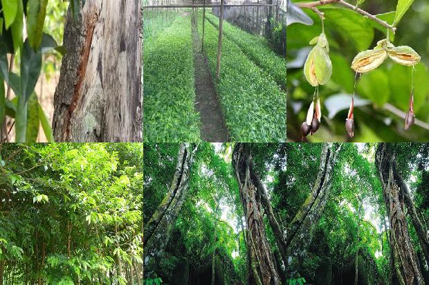 沉香树怎植1673914898111 沉香树怎植1673914898111