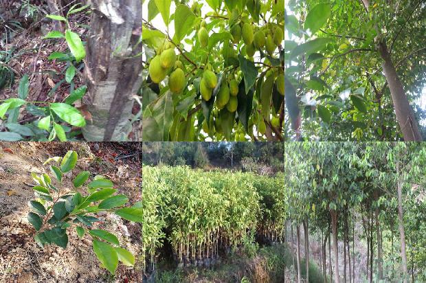 沉香树怎植1673914898117 沉香树怎植1673914898117