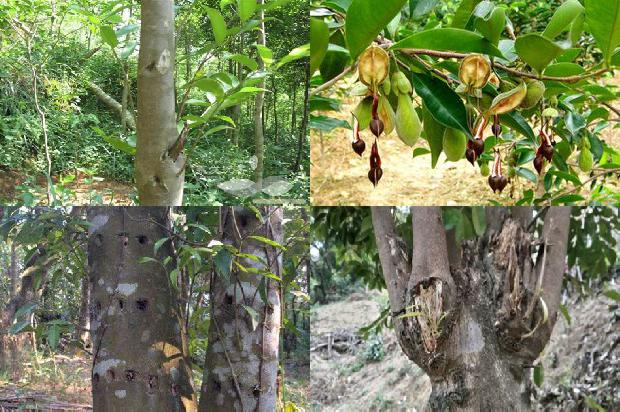 沉香树怎植1673914898123 沉香树怎植1673914898123