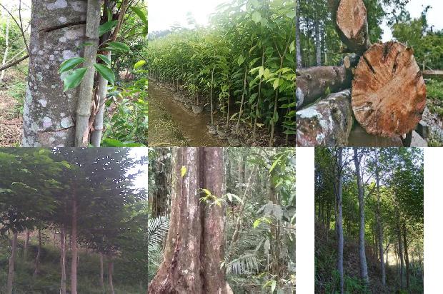 沉香树的品种1673914992203 沉香树的品种1673914992203