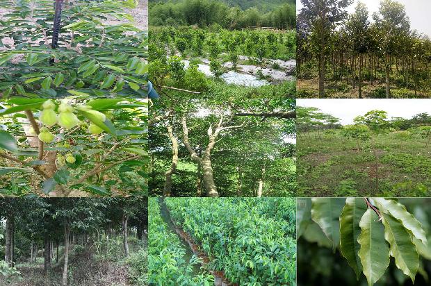 沉香树的品种1673914992209 沉香树的品种1673914992209