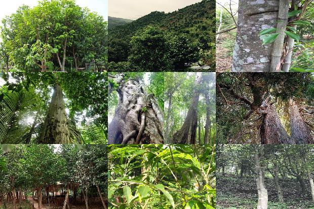 夺楠沉香树1674000689359 夺楠沉香树1674000689359