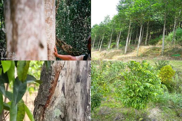 夺楠沉香树1674000689365 夺楠沉香树1674000689365