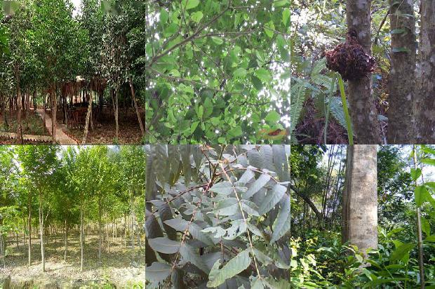 夺楠沉香树1674000689371 夺楠沉香树1674000689371