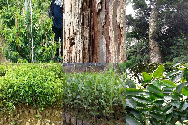 夺楠沉香树1674000689377 夺楠沉香树1674000689377