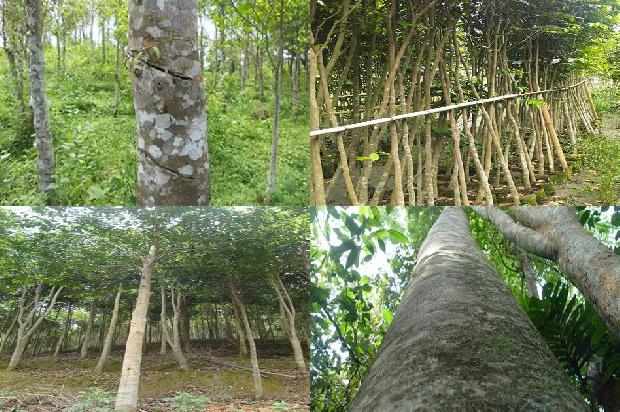 沉香树温度1674000794055 沉香树温度1674000794055